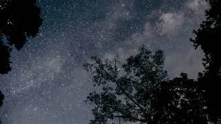 Thumbnail: Forest Sounds at Night 🌲🌕 Woodland Ambience, Bird Song and Nature Sounds for Sleep