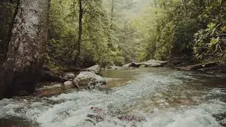 Thumbnail: Peaceful Forest River Sound🌲🌳 8 Hours Gentle Stream , Calming Meditation Birdsong Ambience