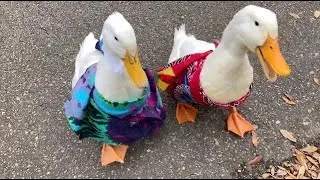 Thumbnail: Quack Attack! (feat. Papa Tchoup)