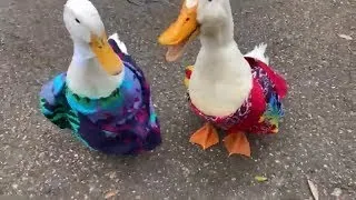 Thumbnail: Quack Attack! “Theatrical Version” (feat. Papa Tchoup)