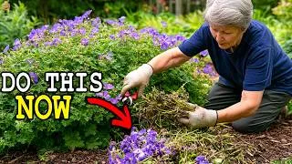 Thumbnail: 15 July Tasks You MUST Do for Your Perennials (Or Regret It All Summer)