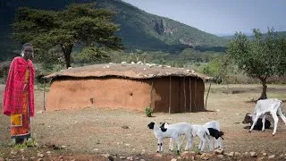 Thumbnail: Maasai House Filled with Baby Animals - Built Only From Sticks and Dung - Full Build
