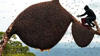 Thumbnail: I Almost Quit! Harvesting 2 Giant Beehives on a 100m Tree