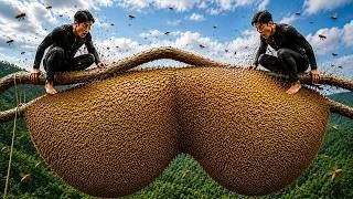 Thumbnail: 100m Giant Tree: Harvesting 2 Massive Wild Honeycombs 😱