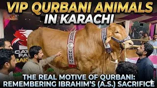 Thumbnail:  Biggest Qurbani animal in karachi 🐄😯 #qurbani #mandi #karachi #motivational #eiduladha #trending 
