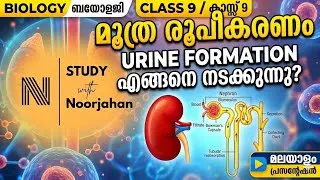 Thumbnail: URINE FORMATION, മൂത്ര രൂപീകരണം @noorjahanpc6292 