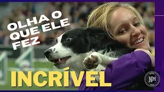 Thumbnail: O QUE ESSE CACHORRINHO FEZ É IMPRESSIONANTE