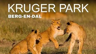 Thumbnail: 24 Hours In The Kruger National Park | Is One Day Enough?