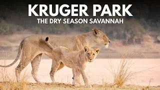 Thumbnail: BEST TIME TO VISIT THE KRUGER | SAFARI IN WINTER | LOWER SABIE
