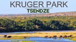 Thumbnail: Our First Tsendze Experience | The True North