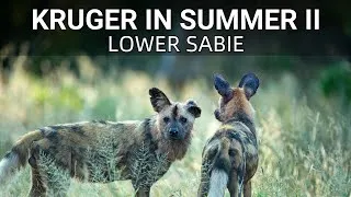 Thumbnail: Wildlife Wonders of Kruger’s Summer Season. Temperatures Are At Their Highest During This Period.