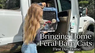 Thumbnail: Adopting Two Feral Barn Cats | Their First Day Home 