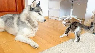 Thumbnail: Tiny Kitten Acts Like It’s Seeing This Giant Husky for the First Time!