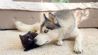 Thumbnail: This Husky’s Reaction to a Tiny Kitten Is Priceless!!