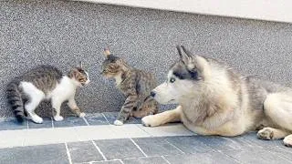 Thumbnail: Mom Cat Shows Her Kitten That Husky is Safe for Him