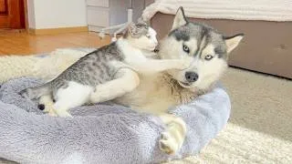 Thumbnail: Kitten Invades Husky’s Bed and Acts Like the Boss!!
