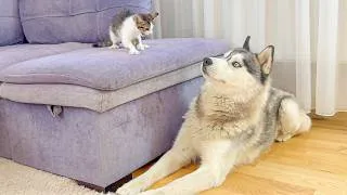 Thumbnail: Giant Husky Comforts a Terrified Tiny Kitten… The Ending Is Adorable