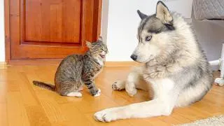 Thumbnail: Husky Reacts To Meeting Cat After Long Separation!!