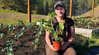 Thumbnail: Planting a Year's Worth of Food in Our Alaskan Garden