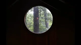 Thumbnail: Making of Northwoods