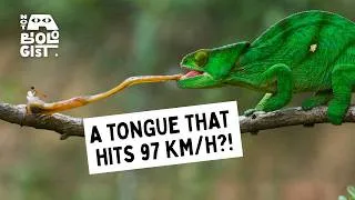 Thumbnail: The Incredible Biology of Chameleons Explained | Not a Biologist