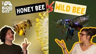 Thumbnail: Are Wild Bees Better than Honey Bees? | Not a Biologist | Wildlife Podcast