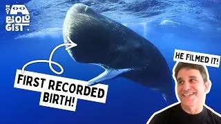 Thumbnail: He filmed one of the Oceans Rarest Moment! A Sperm Whale Birth!