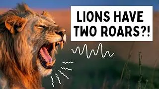 Thumbnail: How Lions actually tell each other apart