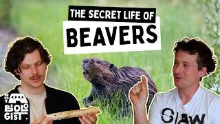 Thumbnail: What Beavers Do When Nobody's Watching | Not a Biologist