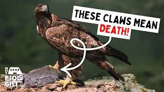 Thumbnail: Why Golden Eagles are Deadly Hunters - Even to Themselves!