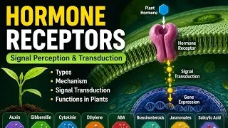 Thumbnail: Hormone Receptors in Plants | Types, Structure, Signal Transduction & Functions | Plant Physiology