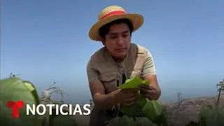 Thumbnail: Planeta Tierra: Un influencer siembra más de 600 árboles en cerros de Lima | Noticias Telemundo