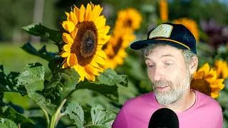 Thumbnail: Do Not Disturb… Their Roots + A Sunflower Love Letter from the Field