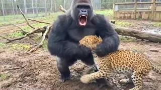 Thumbnail: When Animals Go On A Rampage And Got Caught On Camera !