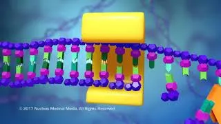 Thumbnail: DNA and RNA - DNA Replication