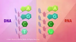 Thumbnail: DNA and RNA - Overview of DNA and RNA