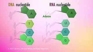 Thumbnail: Nucleic Acids