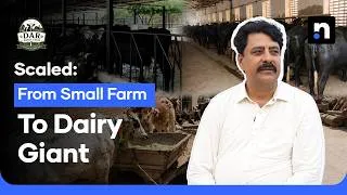 Thumbnail: How Dar Dairy Farm Built a 400+ Animal Dairy Business in Pakistan | Scaled | Nukta Business