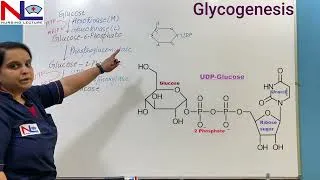 Thumbnail: Glycogenesis | Carbohydrate Metabolism | Nursing Lecture
