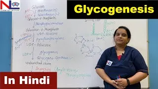 Thumbnail: Glycogenesis in Hindi ( हिंदी में ) | Carbohydrate Metabolism | Nursing Lecture