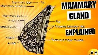 Thumbnail: Mammary gland Explained |  Anatomy & Physiology || Functions | Lactation | Nursing | Biology