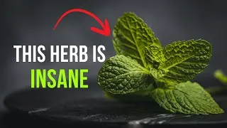 Thumbnail: This Herb Is Insane! Amazing Benefits of Mint Leaves #mint #mintleaves #digestion #healthyfood #yt