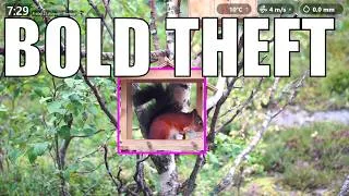 Thumbnail: A Desperate Quest in the Birchwood Haven
