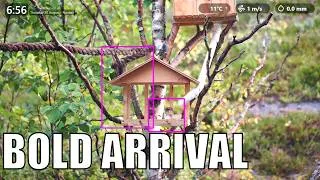 Thumbnail: A Golden-Winged Seeker Claims the Precious Forage