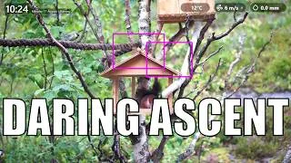 Thumbnail: A South-West Breeze Sweeps the Birchwood Haven