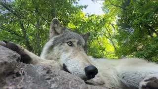 Thumbnail: Gray Wolf Silas Camera Smooch