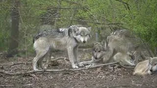 Thumbnail: Mexican Gray Wolf Siblings Playing Together