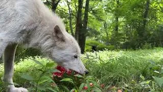 Thumbnail: Gray Wolf Enjoys a Watermelon Treat