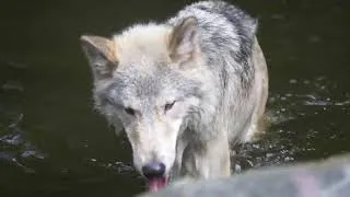 Thumbnail: Gray Wolves Swimming & Playing in the Pond | Compilation