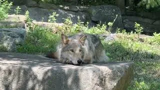 Thumbnail: Gray Wolf Silas Enjoys a Peaceful Summer Afternoon